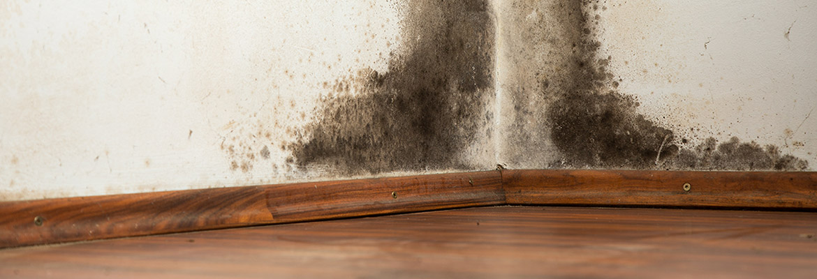 Mould & Asbestos Damage
