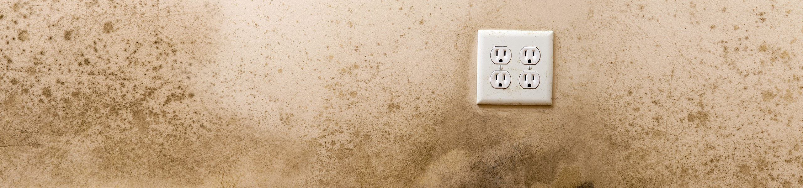 Mould & Asbestos Services